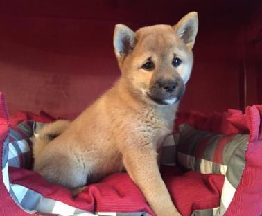 REGALO CUCCIOLI ~DI~ SHIBA INU~MASCHIO SIA FEMMINA  bellissimi cuccioli di shiba inu disponibili sia