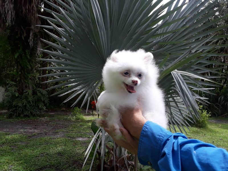 Due Bellissimi cuccioli di Pomeranian, Maschietti e Femminucce,
