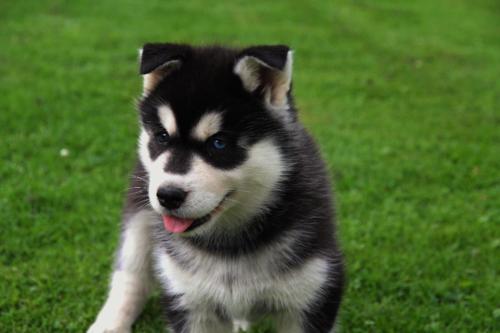   RE.GA.LO cuccioli Siberian Husky uno Maschio e Femmina,,,,,,,,,,   RE.GA.LO cuccioli Siberian Husk