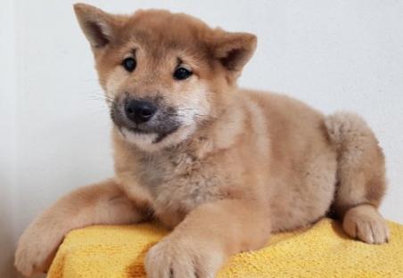 Shiba inu & shibainu
