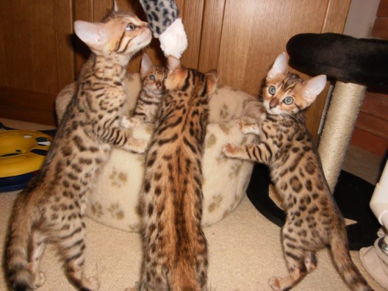 Felicit� allevamento ti d� 5 bengals. bellissimo gattino Bengala alte f1 molto bella bottiglia mangi
