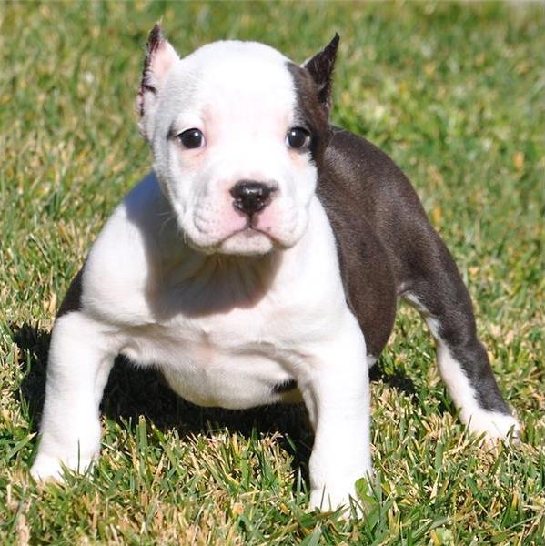 Regalo Cuccioli pitbull