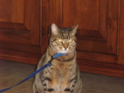 Willy gattone tigrato di 10 anni da adottare‏