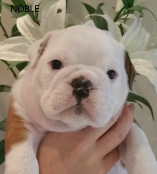 Regalo Bulldog inglese cuccioli disponibili