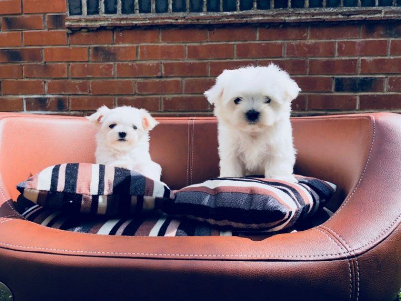 REGALO San Bernardo Cuccioli  Abbiamo due di questi cuccioli. un maschio e una femmina. sono molto s