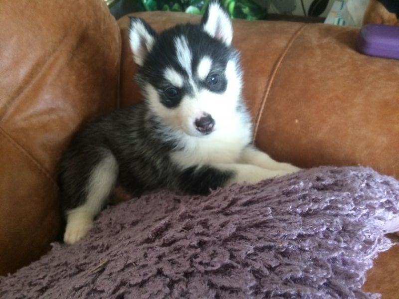 Regalo Siberian Husky cuccioli, maschio e femmina