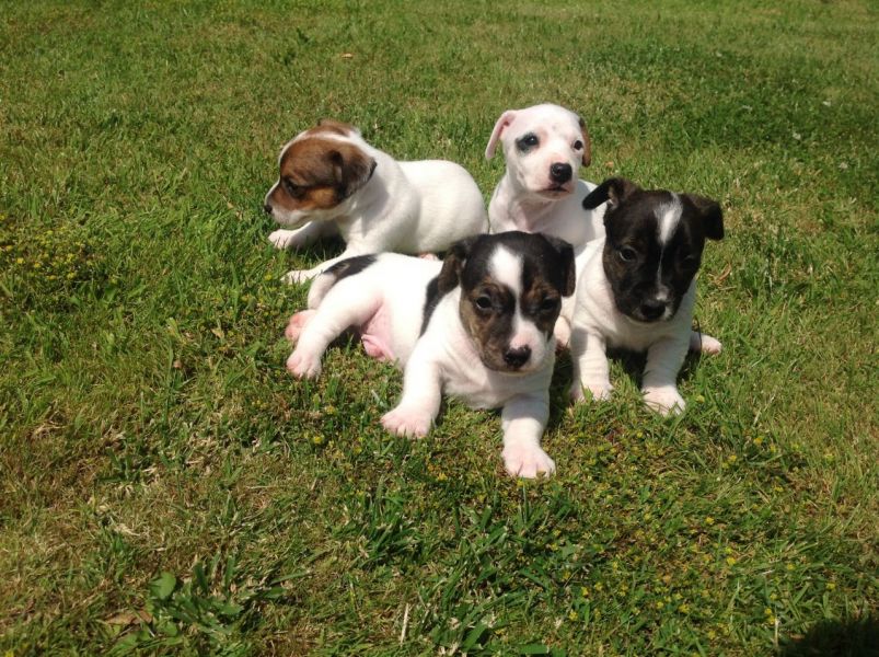 Sono disponibile due bellissime cuccioli jack russell 