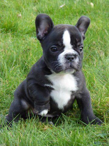 Sani maschio e femmina cuccioli di bulldog francese per adozione 
