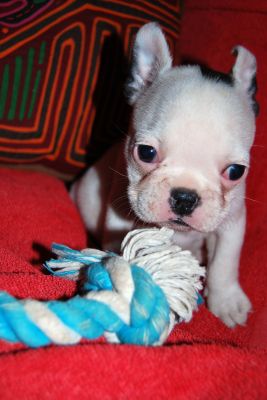 BOULEDOGUE FRANCESE, FEMMINUCCIA CAILLE