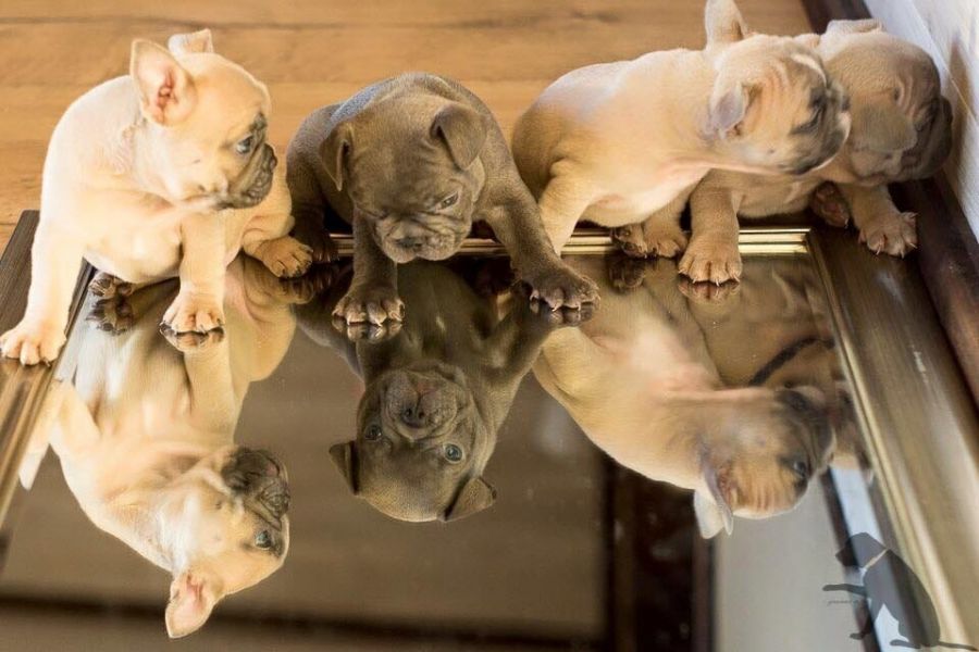 Sani maschio e femmina cuccioli di bulldog francese per adozione 