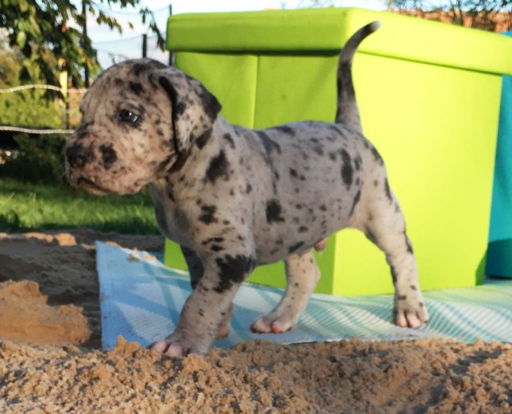 Molto bella e sani cuccioli di Alano  per adozione maschi e femmine disponibili (gratis) 