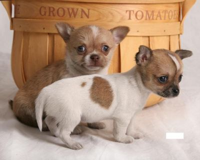 Regalo Chihuahua cuccioli toy