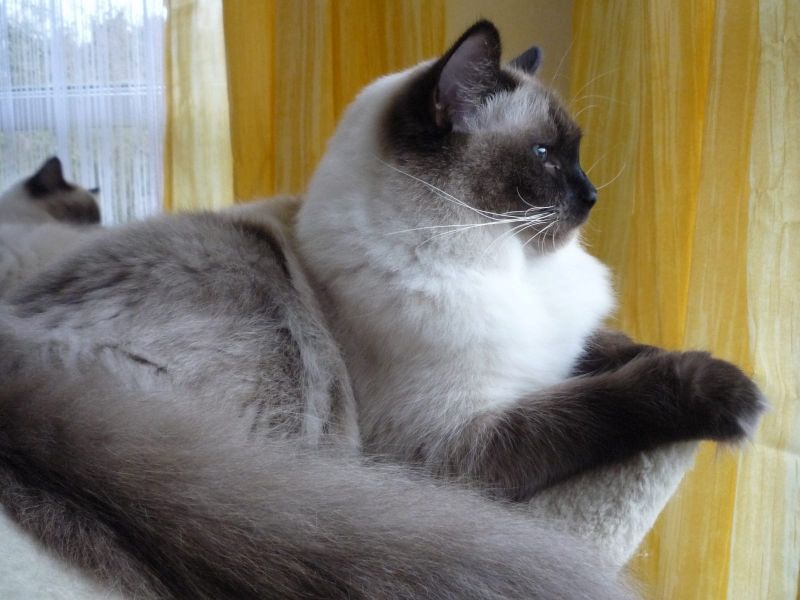  regalo siamese gattini  disponibili per l'adozione