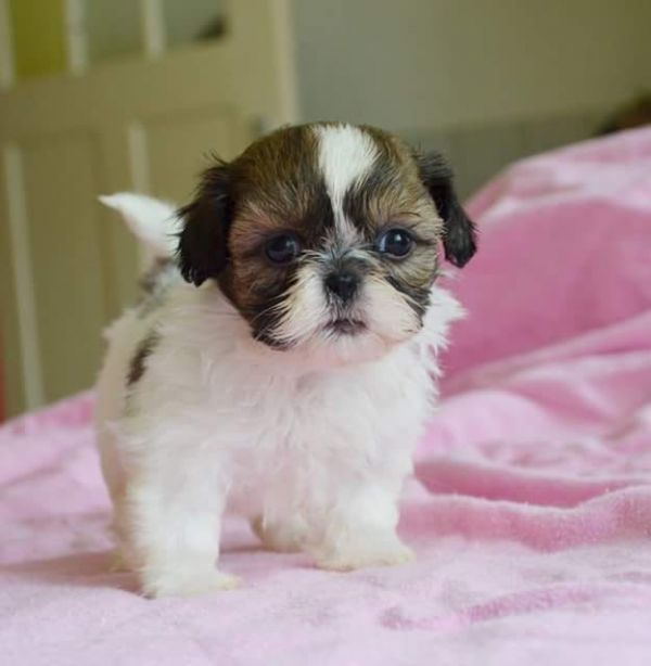 Pura razza  cuccioli di shih tzu per adozione