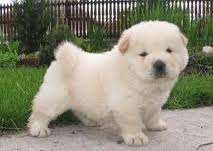 Due cuccioli di chow chow  disponibili per l'adozione . 