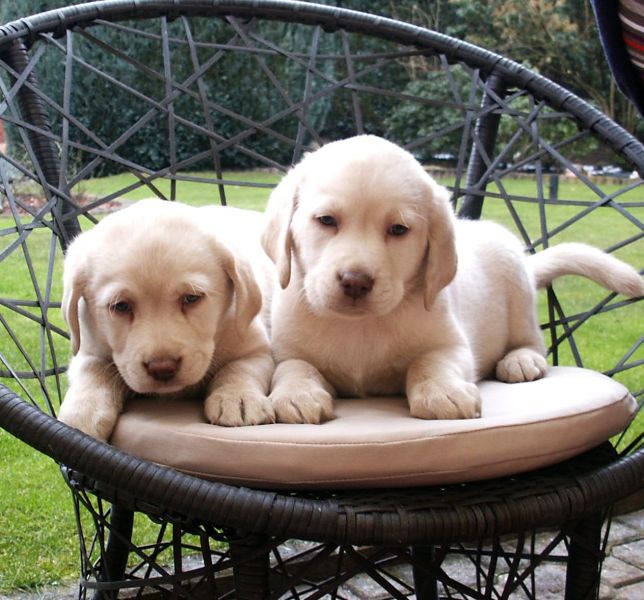 Molto bella e sani cuccioli di labrador per adozione maschi e femmine disponibili (gratis) 