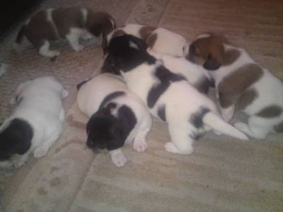  Bellissimi cuccioli di Jack Russel femminucce e maschietti di tanti coori.