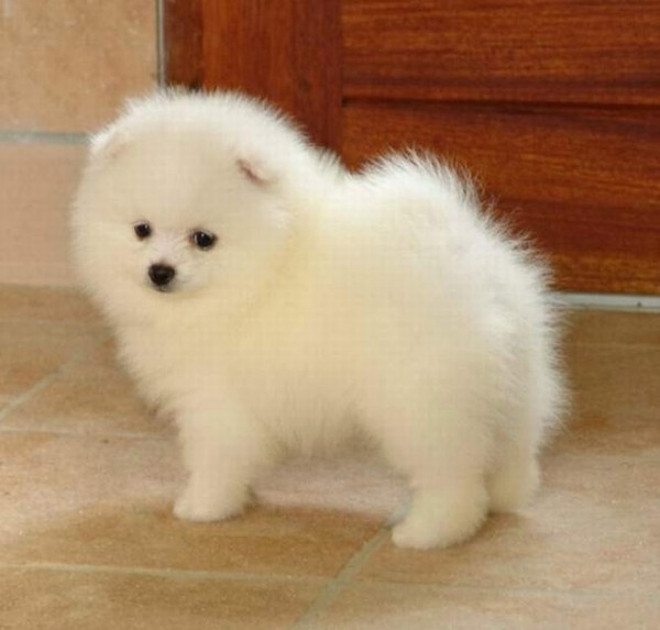 Pomeranian cuccioli