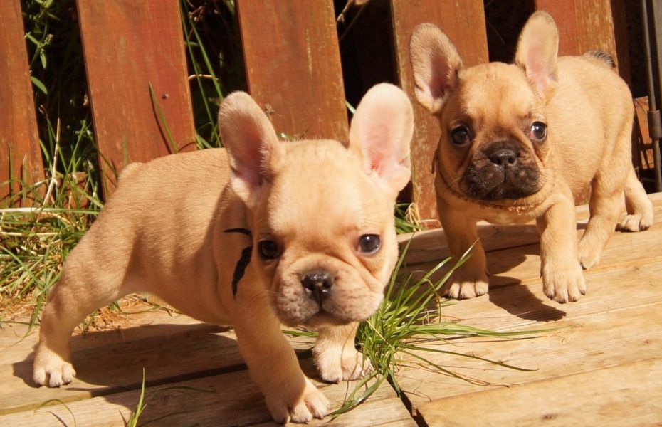 Sani maschio e femmina cuccioli di bulldog francese per adozione 