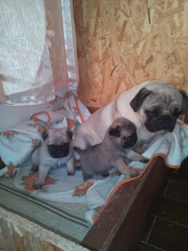 Carlini bellissimi cuccioli vendo