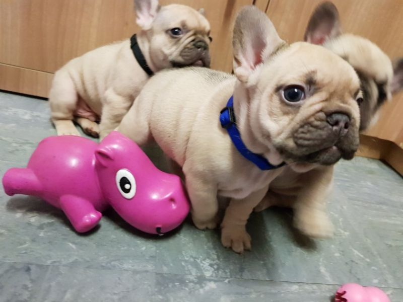 Regalo Cuccioli di Cane a Bulldog Francese