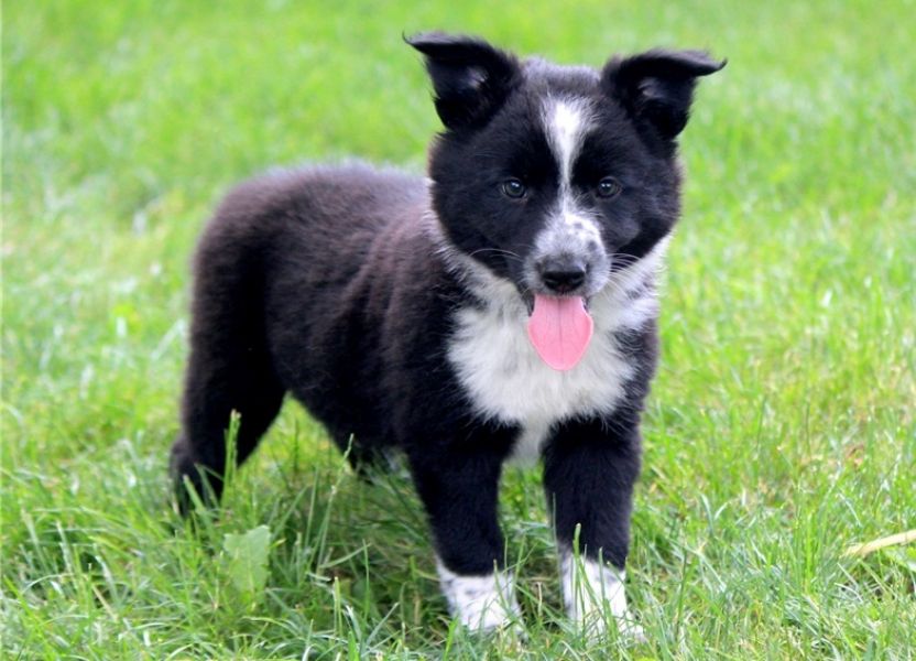 Adorabili cuccioli di border collie femminucce e maschietti  disponibili per l'adozione gratuita i c