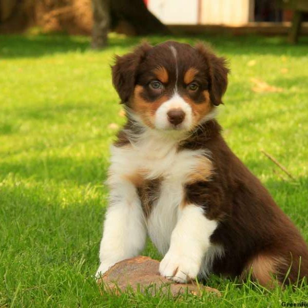 Disponibili cuccioli di australian shepherd o pastore australiano con pedigree 