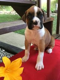 Maschio Straordinaria e Cuccioli Boxer Femmina
