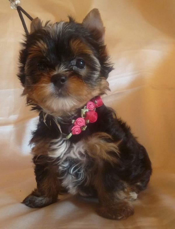 Bella e sani cuccioli di YORKSHIRE per adozione  