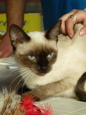 Cucciolo Thai - Siamese Tradizionale