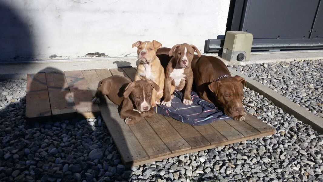  cuccioli di pitbull  ( per regalo )