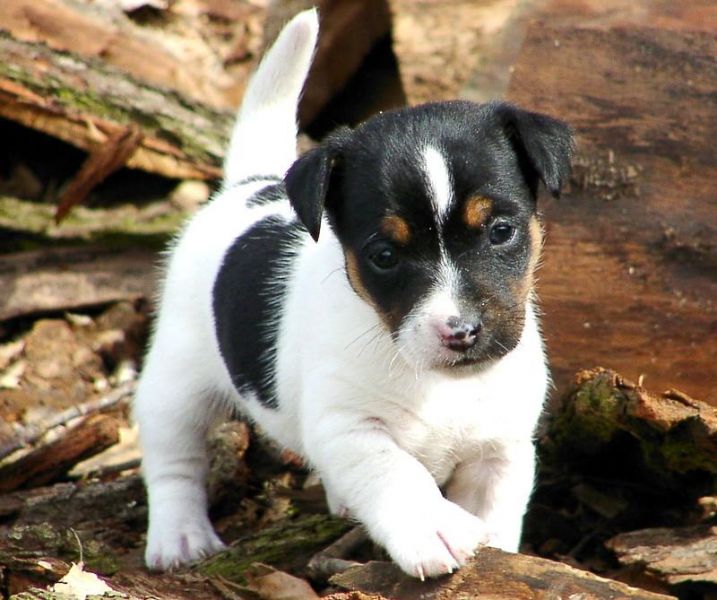 Regalo cuccioli jack reussell terrier