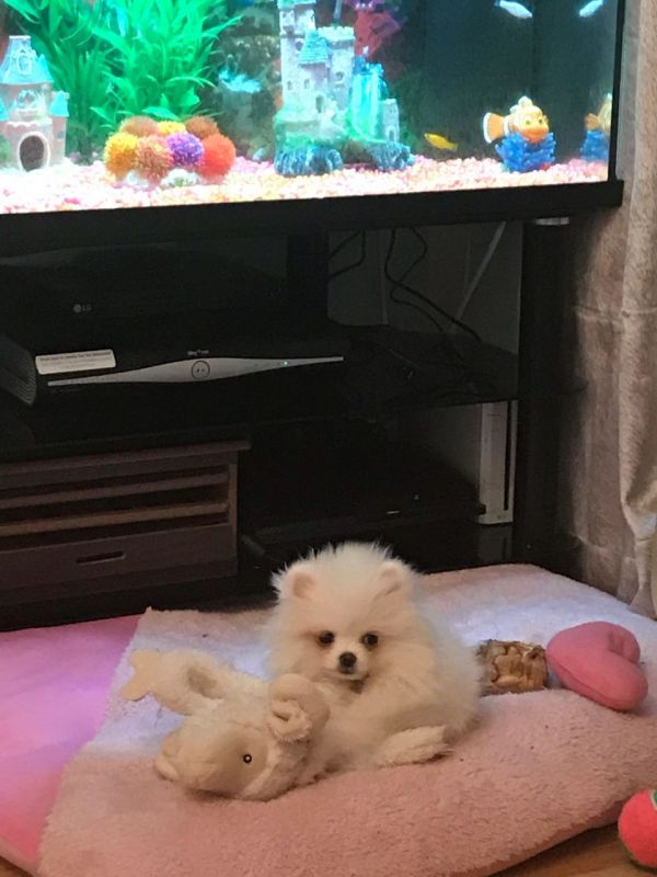 Volpino spitz pomerania