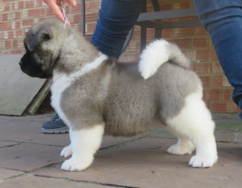 Regalo Akita Splendidi cuccioli..