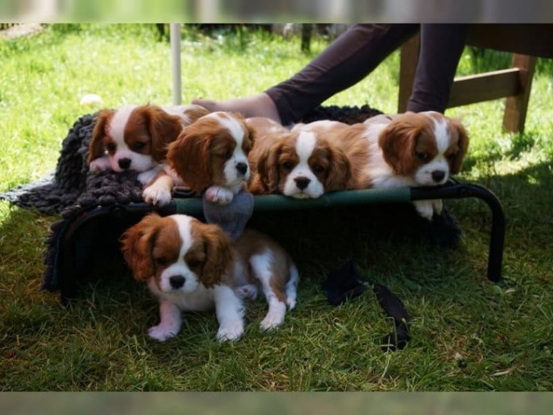   regalo cavalier king cuccioli meravigliosi !