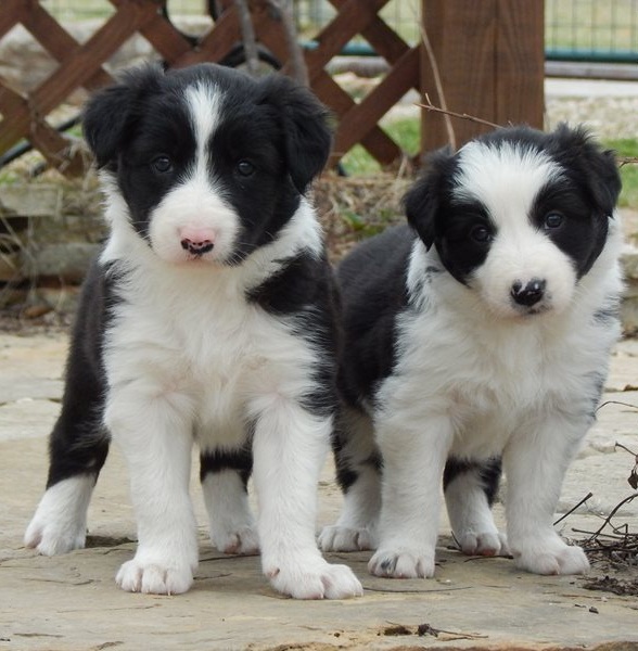 Regalo Cucciolo di Border collie in pronta consegna i cuccioli verranno Dato dopo 90 giorni dalla na