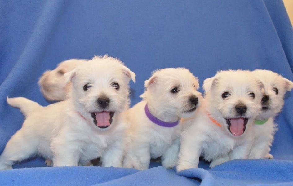 Regalo Cuccioli di West Highland Terrier in pronta consegna