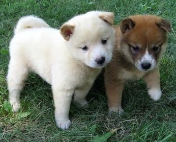 Adorabili cuccioli di shiba-inu femminucce e maschietti disponibili per l'adozione gratuita i cuccio