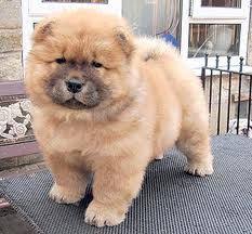 Preziosi cuccioli Chow Chow