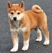 Maschio e Femmina Straordinario Cuccioli di Shiba Inu