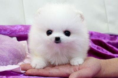 Volpino di pomerania per monta