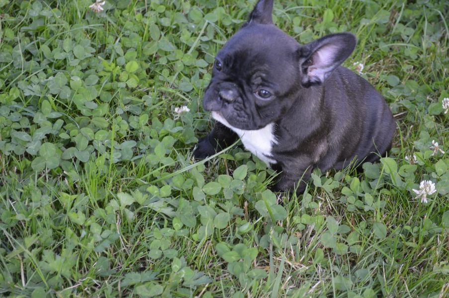 Cuccioli di razza bulldog francese per adozione 