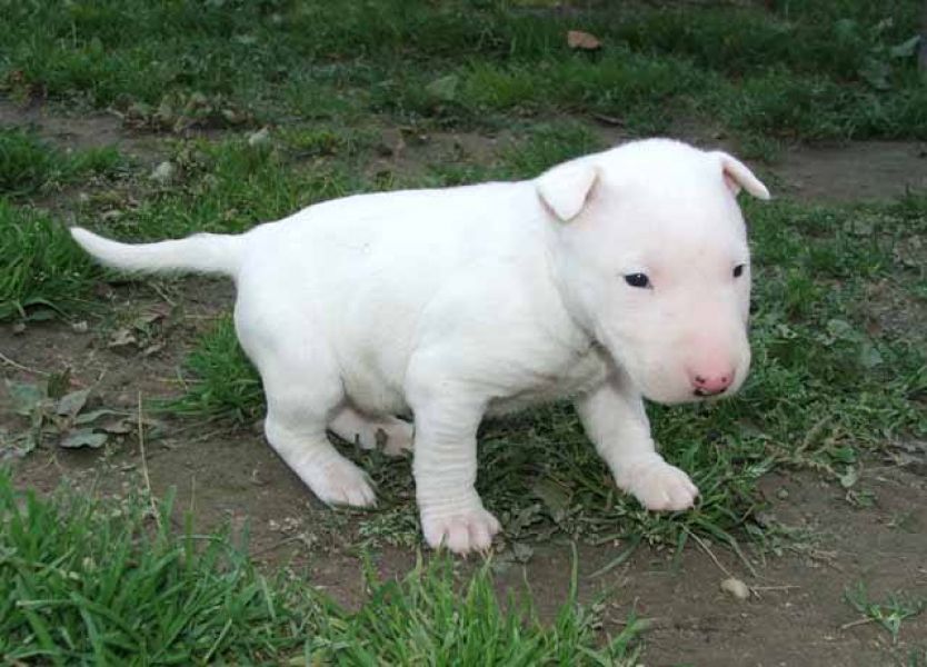 Molto bella e sani cuccioli di bull terrier per adozione maschi e femmine disponibili (gratis) 