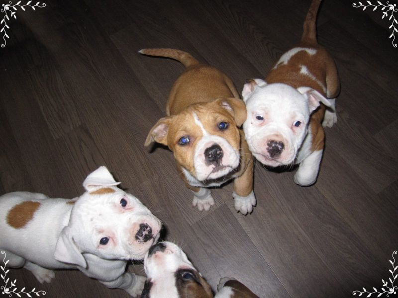 Molto bella e sani  cuccioli di pitbull per adozione maschi e femmine disponibili   (gratis)