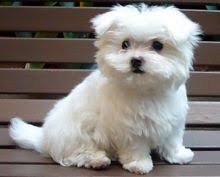 Bella Casa Sollevato Cuccioli Maltese