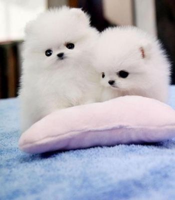Due Volpino Pomerania Cuccioli