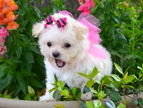 Dolce cuccioli di  maltese toy  in cerca di una nuova casa.