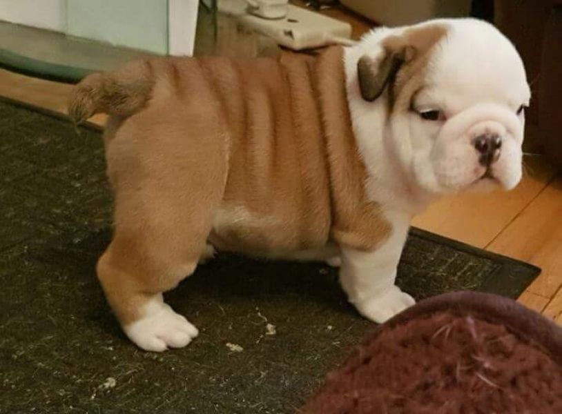 Regalo Bulldog inglese cuccioli disponibili