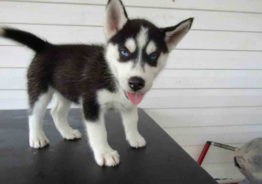 Regalo Husky siberiano  cuccioliato disponibili