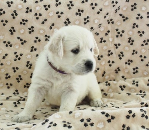Molto bella e sani cuccioli di golden retriever per adozione maschi e femmine disponibili (gratis)
